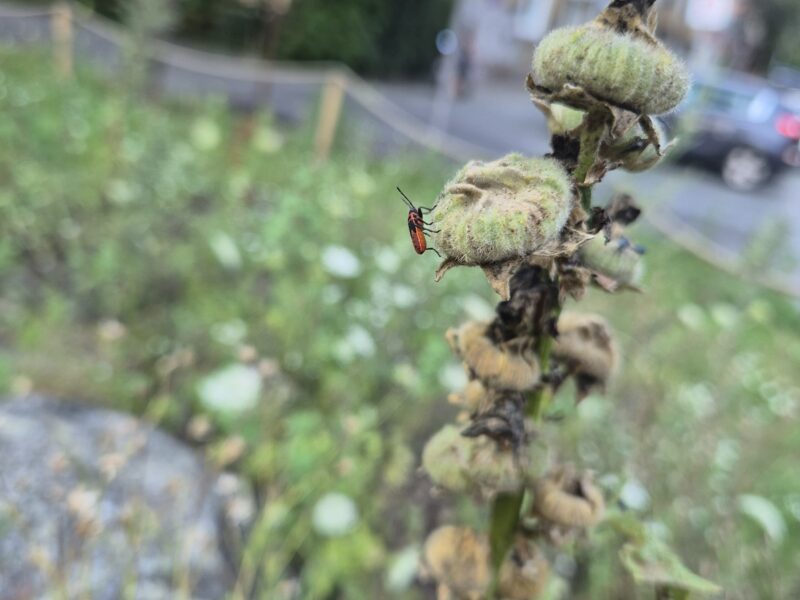 WhatsApp Bild 2025-07-20 um 22.02.38_baa09dbc